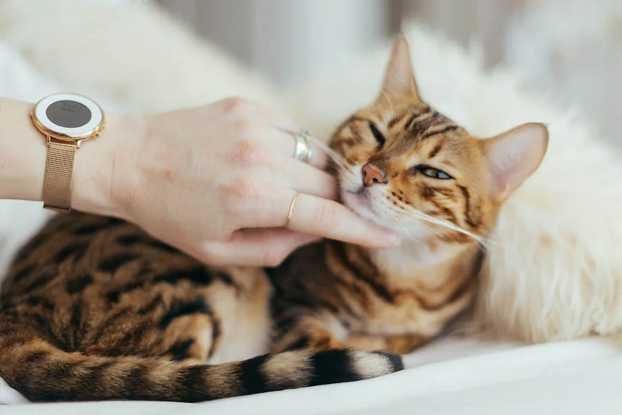 interactive cat ball - Keep Your Cat Entertained With This Innovative Toy