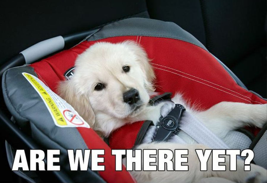 Transform Your Dog’s Travel Experience With This Must-Have Accessory